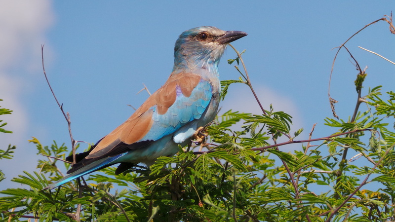 animal wildlife, south, day, looking, vertebrate, 4K, wildlife, sky, park, blue, purple, pink, colourful, one animal, bright, lilac breasted roller, colorful