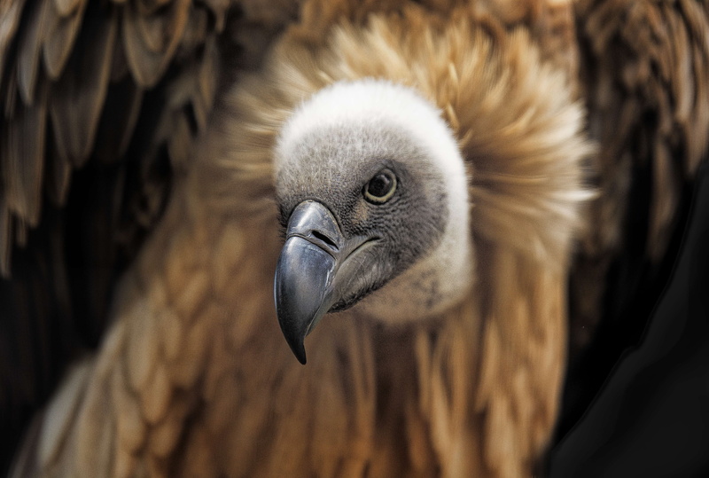 day, reserve, wildlife, looking at camera, animals in the wild, vertebrate, animal head, animal eye, bird, vulture, animal body part, portrait, southern