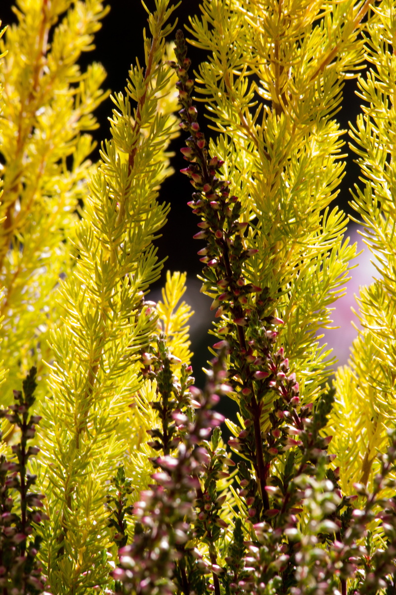 freshness, green color, day, vulnerability, close-up, southern africa, autumn messenger, erica, selective focus, retama, tranquility, heiden, tree, flowers