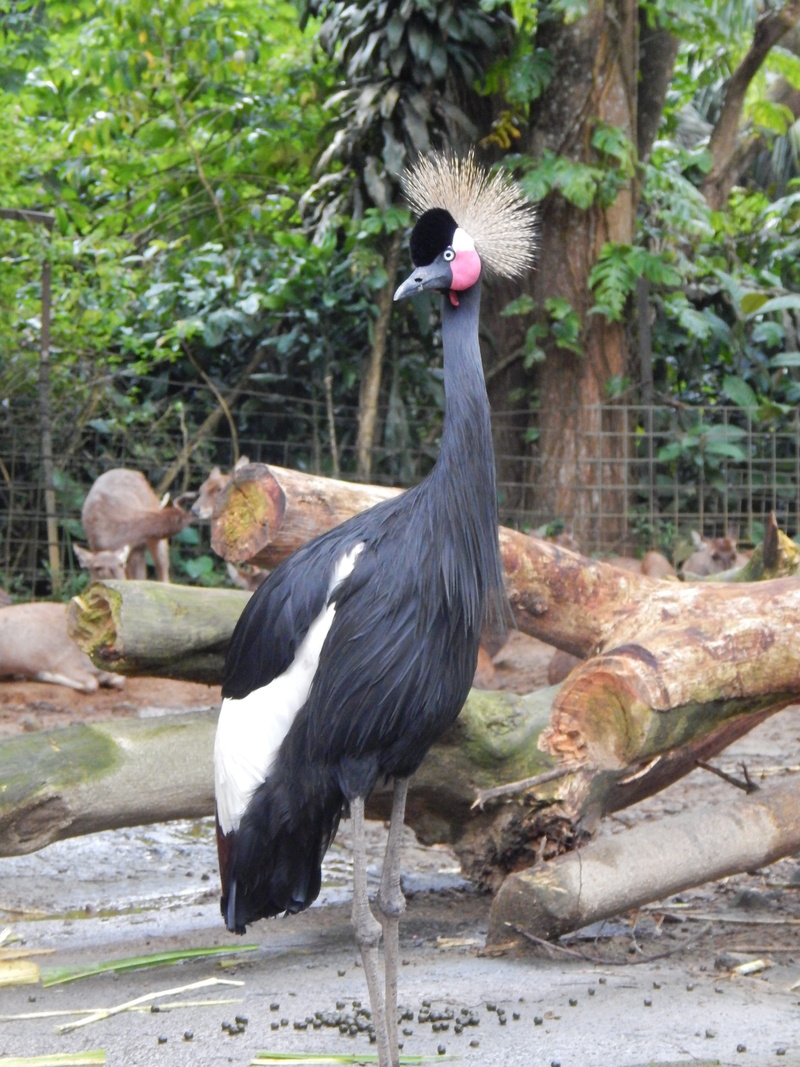 animals in captivity, focus on foreground, perching, nature, 4K, grey, exotic, estern southern africa, animal, plant, feather, vertebrate, one animal