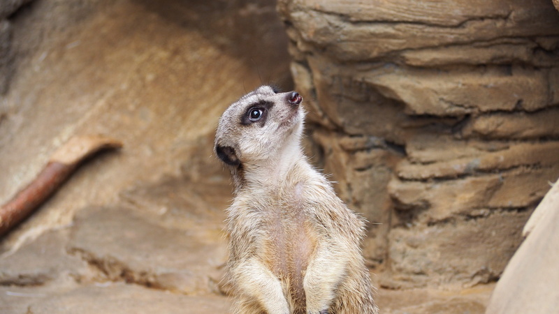 one animal, mammal, meerkat, southern africa, outdoors, day, small, animal, african, vertebrate, animal wildlife, wild, south, looking, watchful, nature