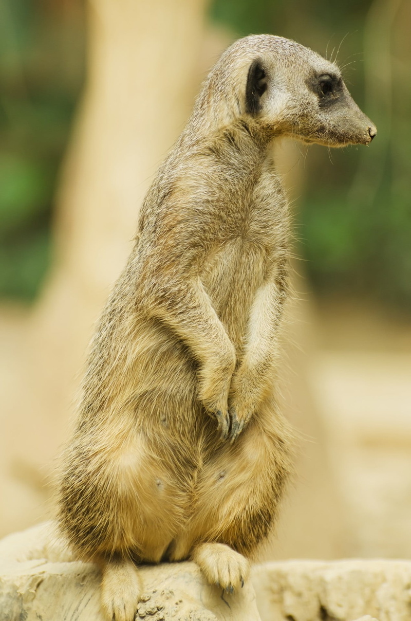 animals in captivity, upright, looking away, mammal, south, wild, creature, 1080P, cute, sitting, looking, animal, wildlife, southern, outdoors, nature