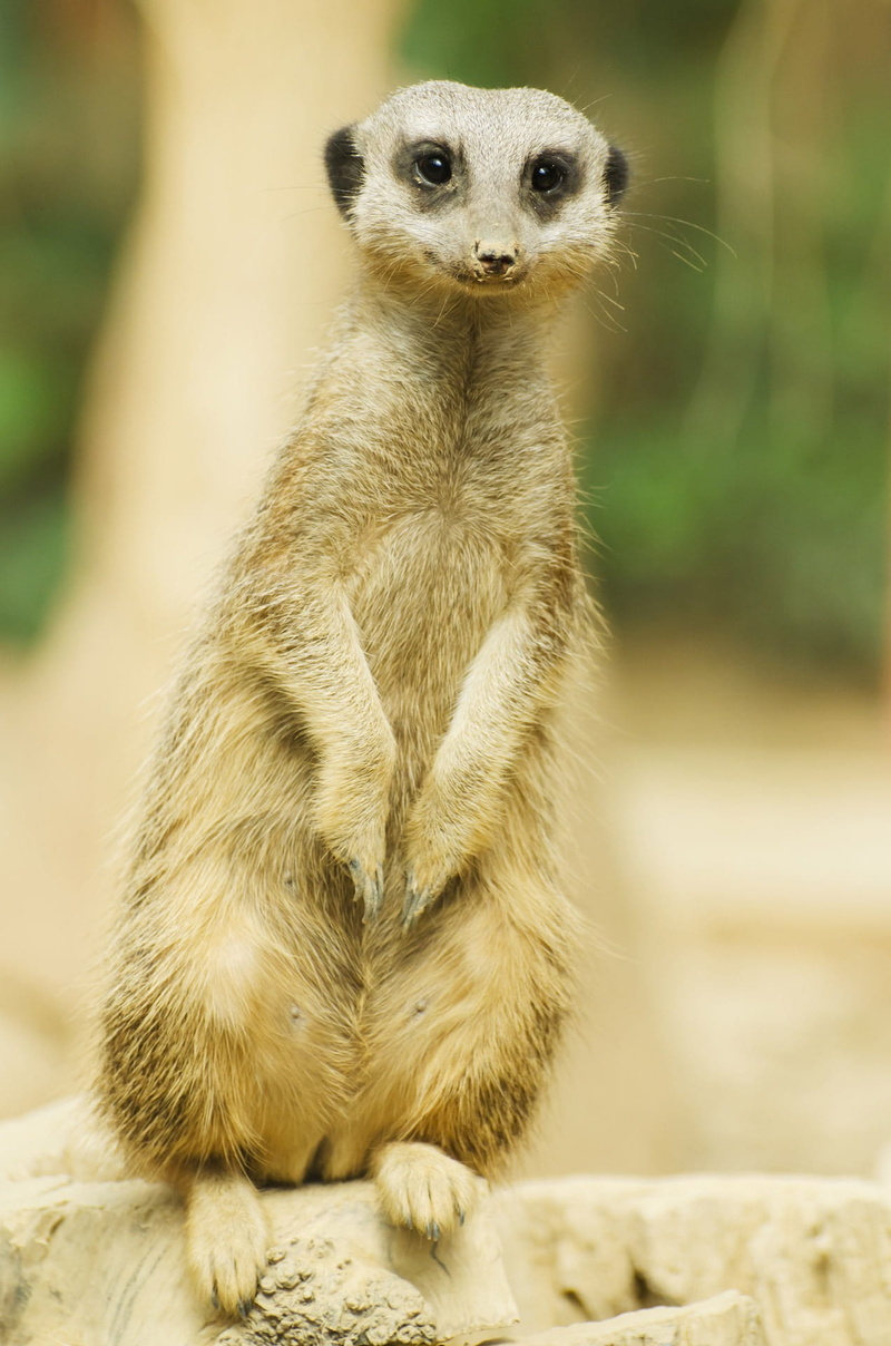 gray, solid, Animal, no people, portrait, animals in captivity, snout, day, animal themes, rock, upright, 1080P, suricata, south, Africa, wild, face, zoo