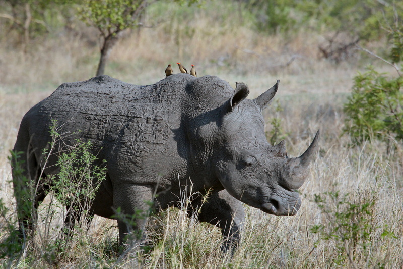 herbivorous, animal themes, daytime, black, rhinocero, mammal, safari, south Africa, nature, wildlife, tree, africa, side view, focus on foreground, bird
