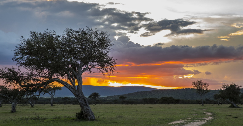 nature, view, photography, Kenya, tree, 2K, grass, Wildlife, near, landscape, sky, outdoors, mountain, Conservancy, Sunset, Masai Mara, Maasai Mara