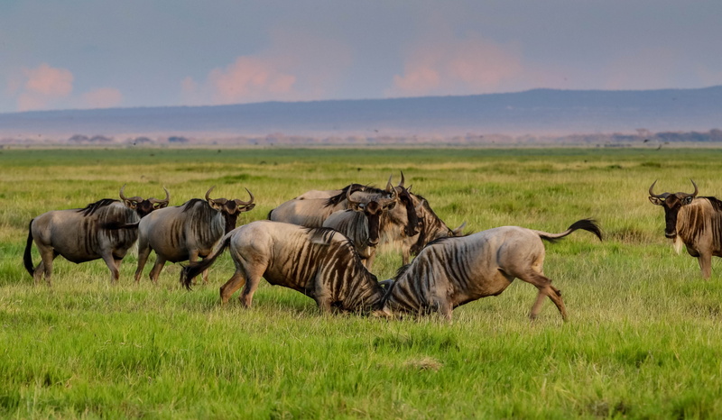 animal wildlife, group of animals, amboseli, animals in the wild, domestic animals, large group of animals, field, outdoors, nature, animal themes, mammal