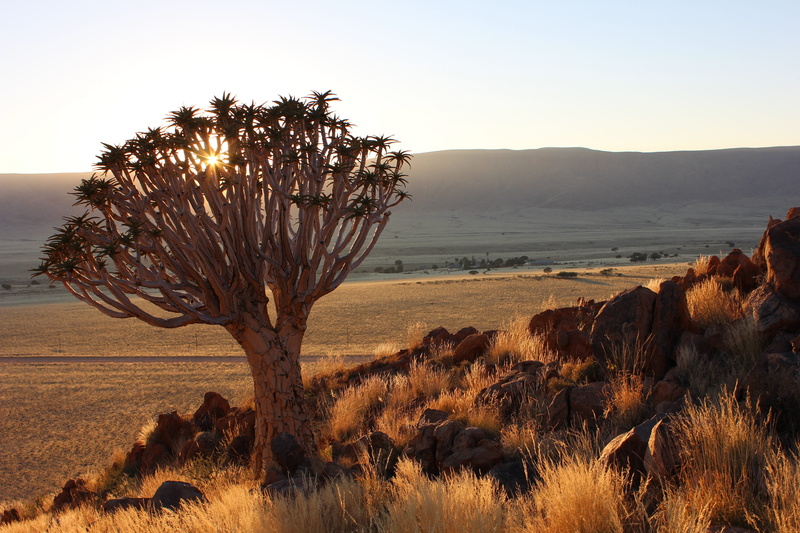 clear sky, nature, desert, non-urban scene, land, beauty in nature, landscape, heiss, arid climate, sky, plant, africa, mountain, field, grass, scenics - nature
