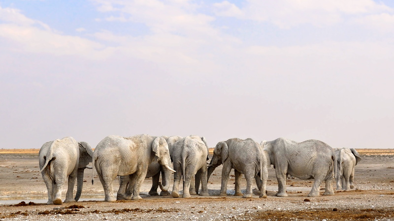 dry, herd of elephants, group of animals, landscape, 2K, daytime, desert, dust, african elephant, safari, elephant, national park, elephants, environment