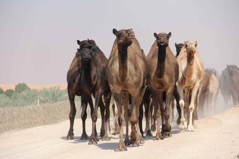travel, egypt, sky, group of animals, herd, animal themes, mammal, animals in the wild, animal wildlife, animals, medium group of animals, heiss, outdoors