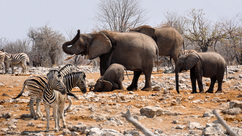 animal wildlife, elephants, heiss, no people, outdoors, young animal, animals in the wild, african elephant, zebra, animal themes, wildlife, elephant, elephant family