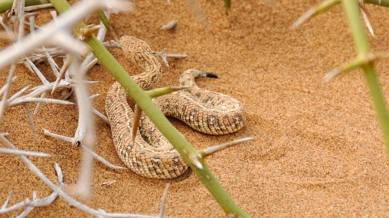animal wildlife, outdoors, snake, 1080P, beauty in nature, landscape, animal themes, close-up, day, land, one animal, no people, animal, selective focus
