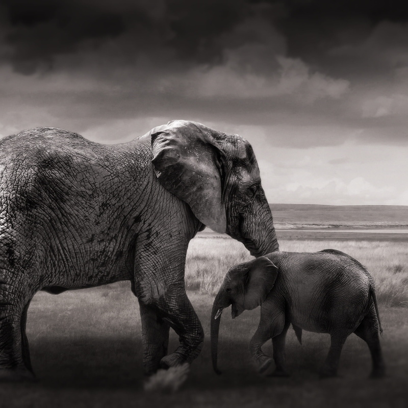 animal family, field, animal wildlife, photography, animals in the wild, young elephant, elephant family, cloud - sky, baby elephant, herbivorous, day