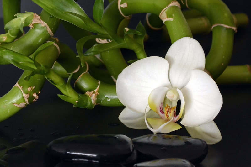 closeup, flower head, petal, photography, sprituell, hot stones, vulnerability, bamboo, no people, wellness, stone, massage, stones, white, plant, flower