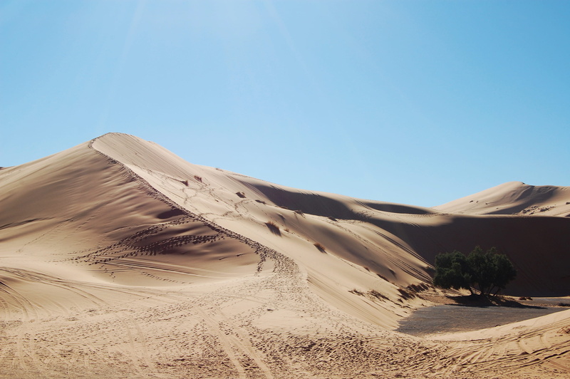 tree, sand, morroco, heat, outdoors, landscape, sahara, wilderness Area, africa, extreme Terrain, empty, sahara Desert, dune, sun, daytime, ridge, hot