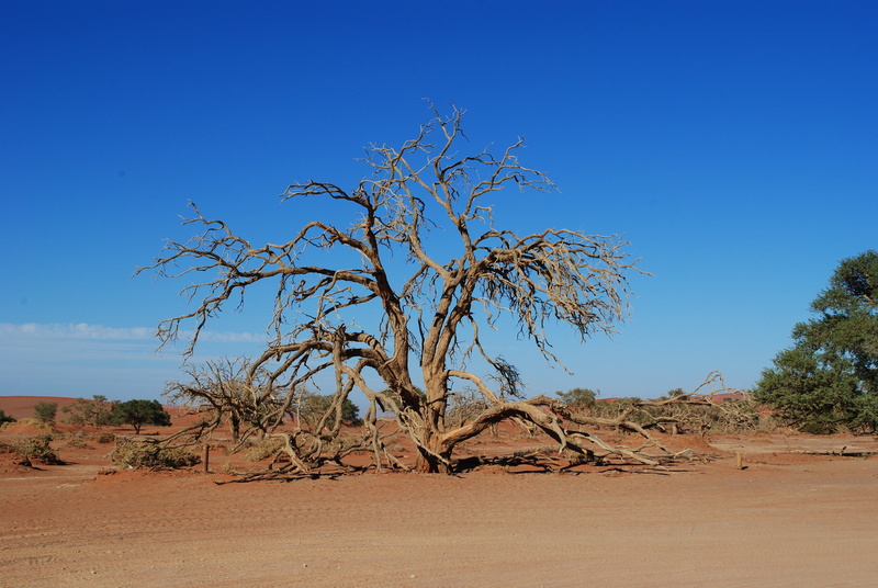 4K, scenics, sand, africa, environment, dry, arid climate, landscape, beauty in nature, desert, bare tree, climate, clear sky, nature, tree, tranquil scene