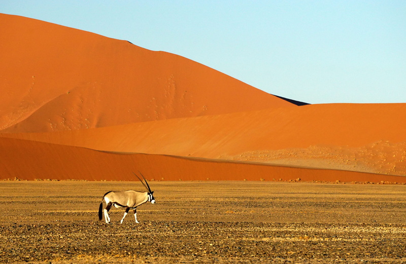 environment, walking, sky, beauty in nature, safari, brown, travel destinations, landscape, white, sossusvlei, animal wildlife, arid climate, herbivorous