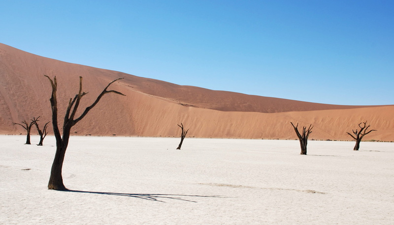 tree, nature, landscape, dune, floor, tranquil scene, scenics, sossusvlei, ridge, no people, climate, africa, beauty in nature, snow, arid climate, outdoors