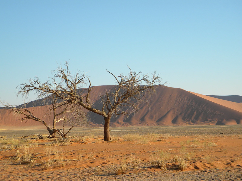nature, plant, lonely, tourism, sunlight, Desert, sky, africa, desert, no People, non-urban scene, remote, tranquil scene, exploration, Tree, outdoors