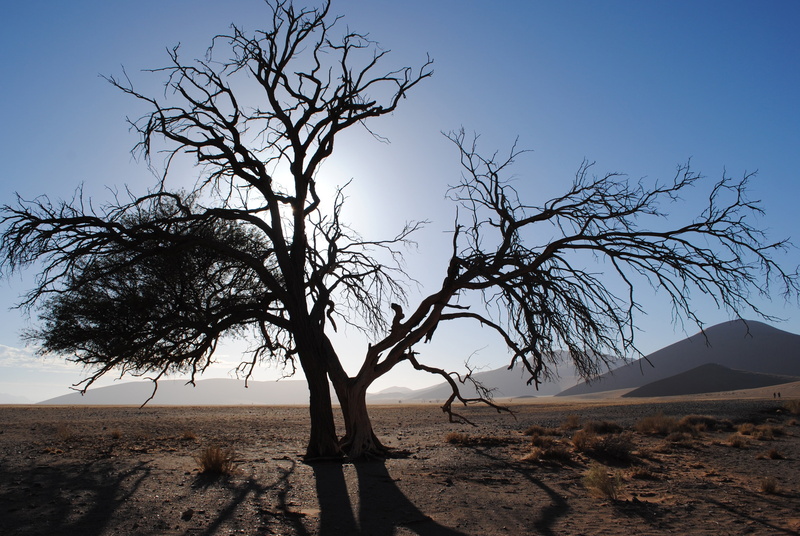 outdoors, scenics, tree trunk, sand dune, non-urban scene, sunlight, namib, namibia, tree, arid climate, desert, environment, plant, land, sand, africa