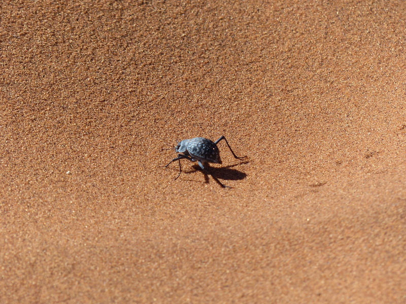 invertebrate, high angle view, desert, insect, animal, animal themes, outdoors, one animal, sunlight, zoology, animal wildlife, crawl, selective focus