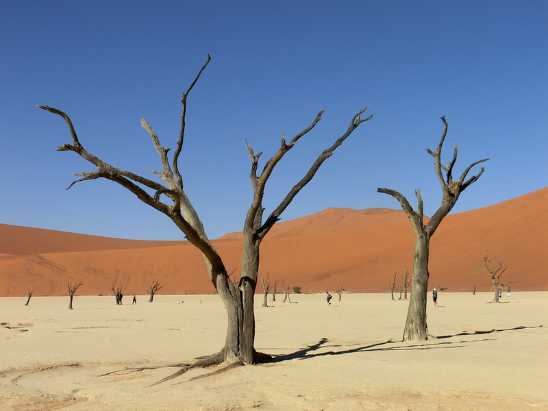 dune, karg, clay pan, land, middle, africa, trees, tranquil scene, drought, non-urban scene, outdoors, scenics - nature, sky, bare, plant, landscape, dry