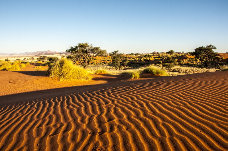 namib edge, no people, nature, desert, climate, 4K, land, sunlight, clear sky, arid climate, outdoors, wolwedans, non-urban scene, tree, beauty in nature