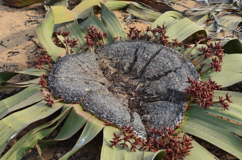 tree, outdoors, fruit, no people, day, green color, leaves, plant, healthy eating, namibia, angola, growth, nature, field, 4K, africa, leaf, welwitschia mirabilis