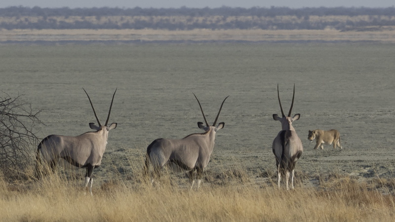 mammal, desert, lion, oryx, animals in the wild, wild, no people, wild animals, animal wildlife, vertebrate, dry, day, group of animals, animal, herd, 1080P