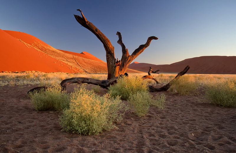 clear sky, sky, tranquil scene, green, semi-arid, landscape, environment, sunset, plant, 1080P, sand, Africa, grass, arid climate, non-urban scene, climate