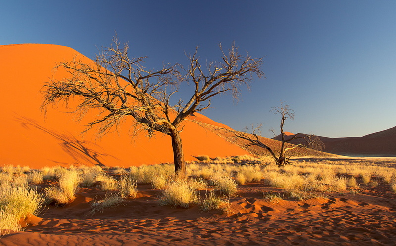 barkhan, tree, the sky, the bushes, Africa, 1080P, Namibia, the Namib desert, sand