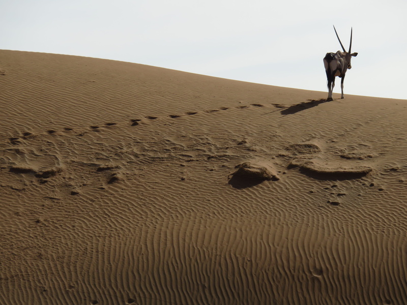 beauty in nature, animal, desert, herbivorous, spit bock, scenics - nature, landscape, domestic animals, tranquility, oryx, africa, environment, sand dune