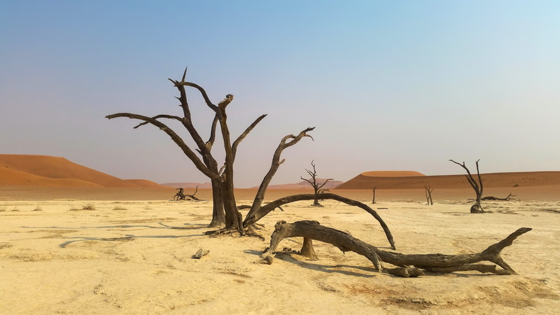 sandy, landscape, sand dunes, dead, namib desert, trees, national park, land, non-urban scene, nature, environment, 5K, sand dune, tree, dry, africa, driftwood