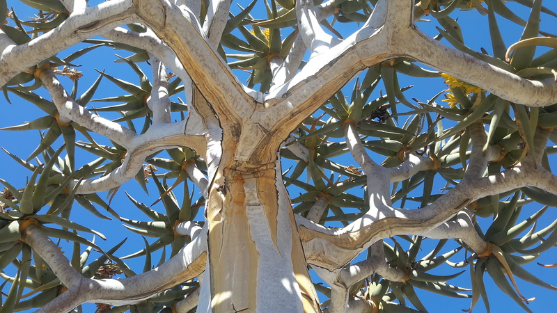 plant part, plant, low angle view, blue, desert, quiver, fruit, bark, growth, nature, namib, namibia, no people, kokerboom, 2K, day, leaf, clear sky, arid