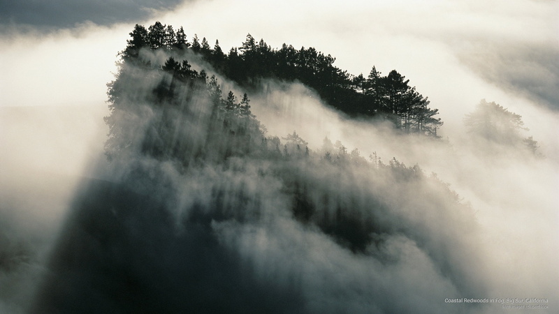 fog, Nature, redwoods, big, coastal, california, 2K, sur