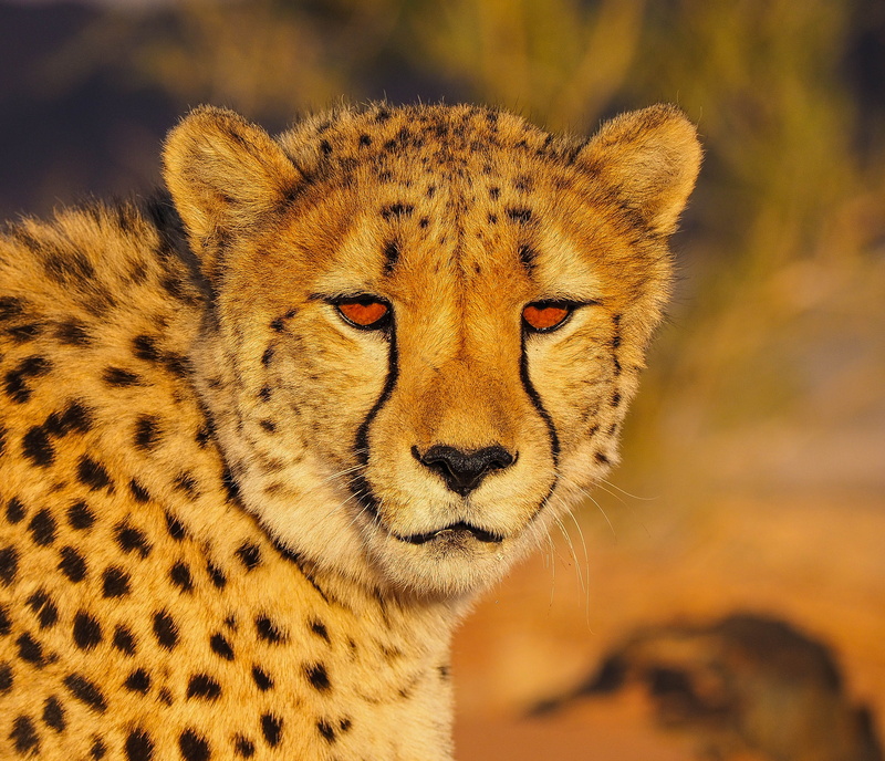 portrait, animal body part, 2K, spotted, eyes, du, animals in the wild, whisker, looking at camera, animal wildlife, close-up, cheetah, desert, animal