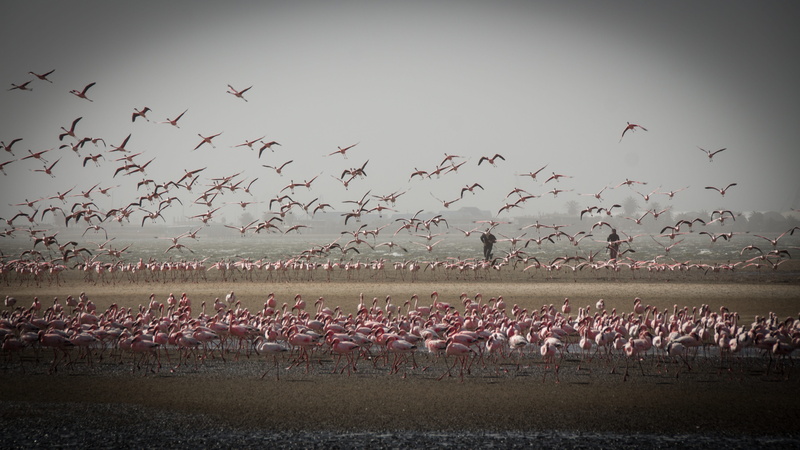 nature, environment, water, vertebrate, flying, sky, scenics - nature, namib, landscape, namibia, bird, animals in the wild, animal, no people, group of animals
