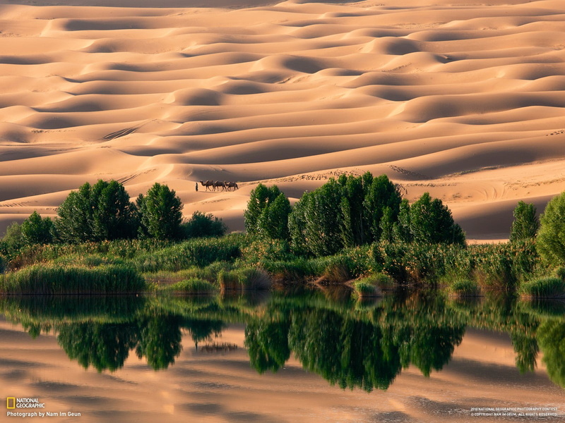 surrounded, camels, oases, no people, reflection, waterfront, desert, lake, tranquil scene, environment, water, beauty in nature, sunset, National Geographic
