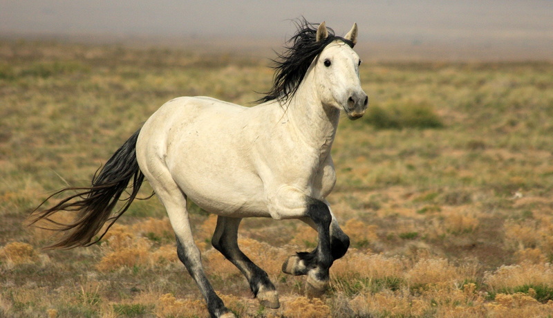 horse gallop, white, black, tail, horse, mane, s, gallop, 1080P