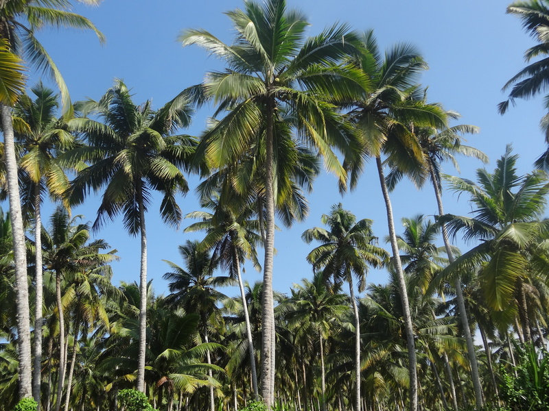 plant, palm tree, 4K, outdoors, landscape, no people, plantation, tropical climate, coconut palm tree, green color, tall - high, palm leaf, beauty in nature