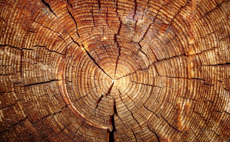 pattern, Tree, slab, no people, tree ring, tree stump, cross section, full frame, rough, wood - material, brown, geometric shape, hd, wood, natural pattern
