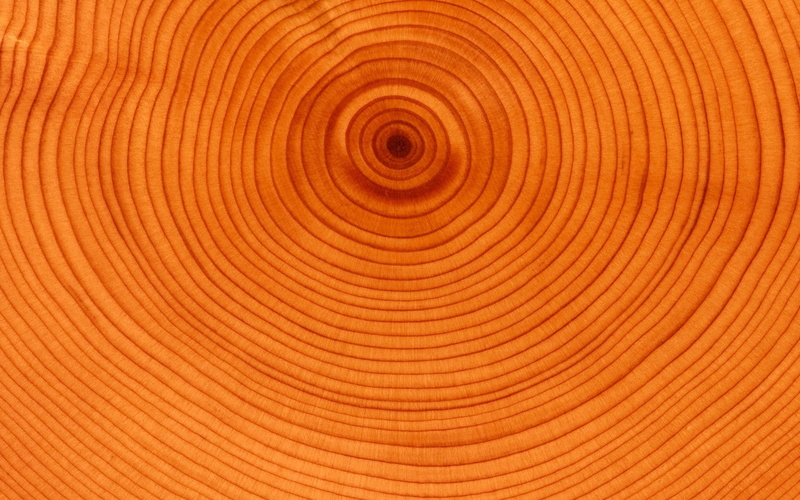 no people, timber, backgrounds, wood - material, nature, rug, white, shape, 720P, textured, texture, tree ring, close-up, wood grain, brown, orange color