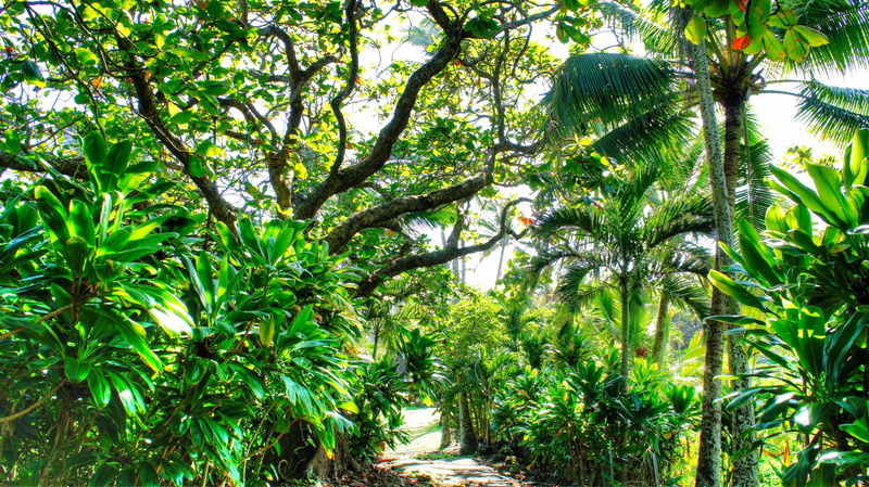 branch, waterfall, green color, growth, bamboo - plant, 4K, isle of Maui, foliage, tree canopy, leaf, tranquil scene, tropical water, outdoors, palm trees