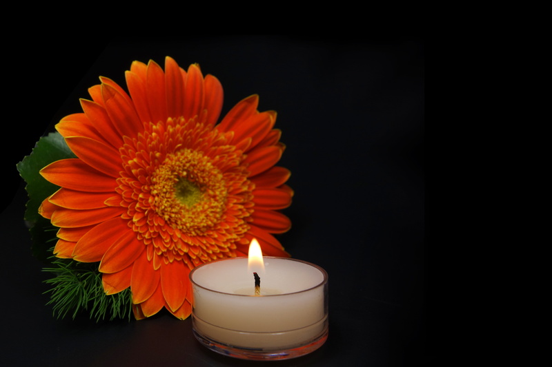 trauerkarte, still life, 5K, flowering plant, beside, flame, daisy, close-up, burning, plant, flower, nature, mourning, cover, candlelight, romantic, no people