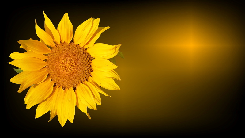 plant, petal, vulnerability, trauerkarte, illustration, flower, sunflowers, fragility, 2K, backgrounds, softness, growth, sunflower, last greeting, studio shot