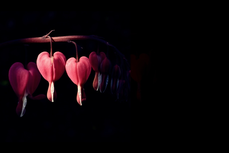 death, petal, valentines day - holiday, dark, black background, map, farewell, no people, nature, heart shape, 5K, greeting card, bleeding heart, vulnerability