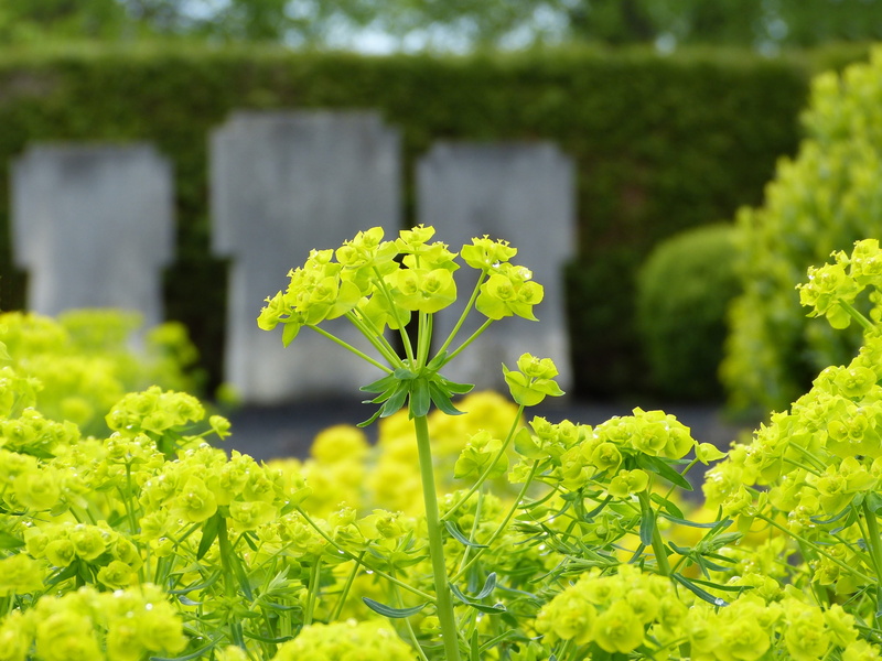 herb, no people, church, mourning, cemetery, trauerkarte, plant, focus on foreground, flowering plant, symbol, fragility, flowers, springtime, worship