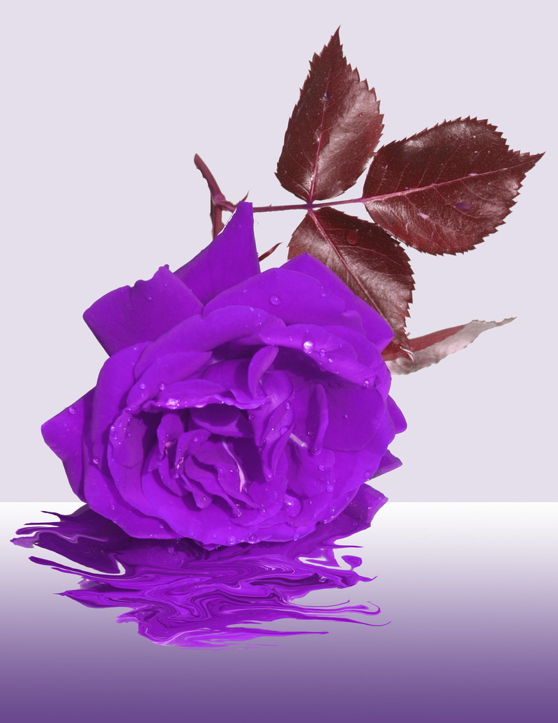 nature, memory, leaf, flower, backgrounds, rose, vulnerability, purple, indoors, petal, mourning, close-up, flower head, beauty in nature, pink color, studio shot