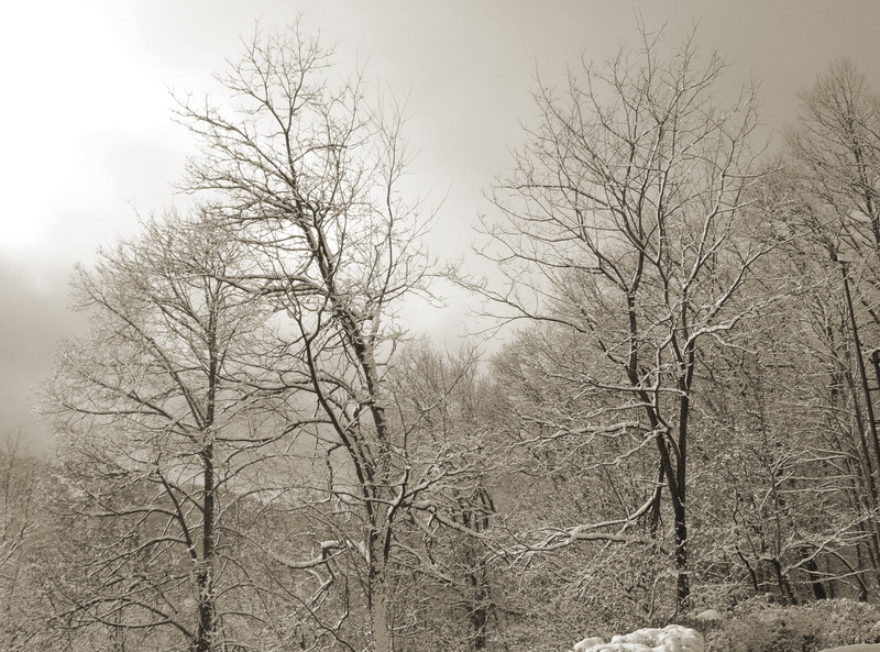 plant, winter, scenics - nature, mourning, trauerkarte, sky, no people, low angle view, outdoors, background, day, forest, 2K, nature, land, trees, branch