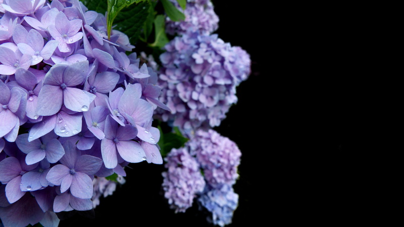 blossom, no people, vulnerability, nature, trauerkarte, bloom, flower, fragility, farewell, plant, mourning, growth, close-up, botany, black background