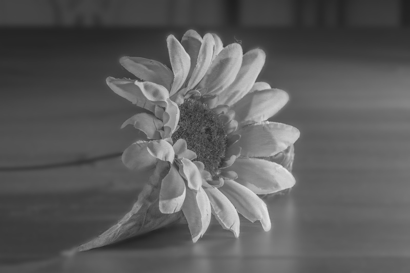 day, freshness, blossom, petal, summer, tender, vulnerability, plant, 4K, flower, growth, flower Head, bloom, fragility, selective focus, flowering plant